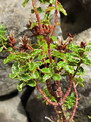 Hypericum balearicum